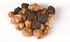 Visita a San Miniato (TO) con caccia al tartufo e pranzo leggero a base di tartufo