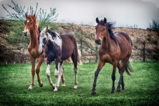 Passeggiata a Cavallo Conero nelle Marche