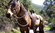 Classic Horseback Ride