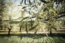 Il Tuo Olio Extravergine Di Oliva