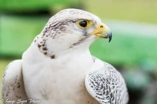 Avventura in Calabria - Fantastica Esperienza a contatto con la natura e gli animali!