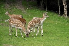 Parco delle Cornelle Biglietti Omaggio e Scontati – Offerta per 3 Persone a Bergamo