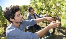 Escursione di un giorno nei vigneti e cantine di Champagne