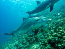 Immersione Subacquea Nel Mar Ligure 