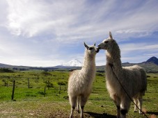 Escursione con i lama all'agriturismo di 2 ore & soggiorno 1 notte