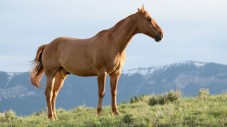 Fuga Romantica a Cavallo tra i Vigneti in Piemonte