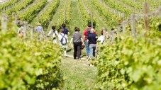 Soggiorno sulle Colline Venete e Tour con Agronomo