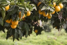 Corso Impariamo a Riconoscere le Piante 