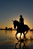 Tour a cavallo nella giungla