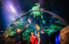 Sea Life London Aquarium: biglietti 