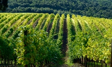 Tour dei vini di Bolgheri in bicicletta elettrica da Livorno con pranzo e degustazione di vini