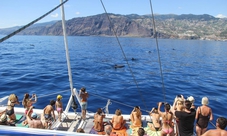 Dolphins and Whales Watching in Madeira