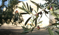 Puglia: visita di 2 ore in frantoio con degustazione di olio extravergine di oliva