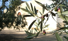 Puglia visita di 2 ore in frantoio con degustazione di olio extravergine di oliva