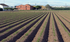 Tour della Horta Nord e lezione per Horchata