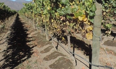 Emiliana & Bodegas RE Wine Tour