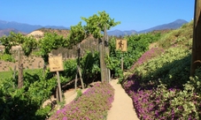 Chilean Vineyards and Wine Tour: Casas del Bosque & Indomita