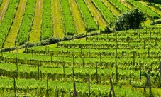 Oil Production Tour from the Chianti Classico Area with Lunch in a Local Restaurant