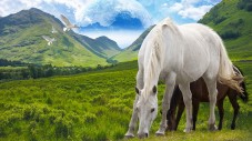 Passeggiata a Cavallo 2 ore in Toscana per quattro