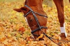 Passeggiata a Cavallo 2 ore a Chieti