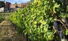 Tour low cost a Pisa, Siena, San Gimignano e Chianti con pranzo in un'azienda vinicola