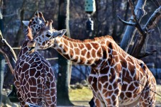 Regalo 2 Biglietti per lo Zoo in tutta Italia