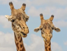 Regalo Biglietto Intero Zoo Le Cornelle Bergamo