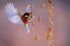 Birdwatching al Lago di Montepulciano