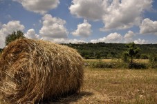 Passeggiata In Carrozza Nella Campagna Pugliese