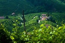 Visita Vigneti e Colline Prosecco Superiore DOCG