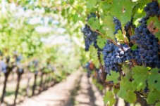 Visita Cantina, Degustazione e Pranzo Leggero in Cilento