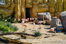 Family Experience Bioparco Zoom Torino 
