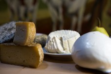 Tasting of organic Zoff Farm cheeses in Friuli