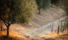 Visita a San Miniato (TO) con caccia al tartufo e pranzo leggero a base di tartufo
