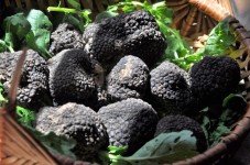 Istria - Due notti e caccia al tartufo