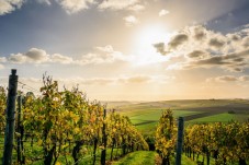 Picnic tra i vigneti con bottiglia di vino