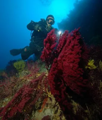 Immersione Sotto le Stelle Isole Tremiti Puglia