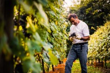Soggiorno in Vigna con tour con agronomo