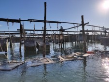 Segreti Della Laguna: Tour Dell’acquacoltura A Chioggia