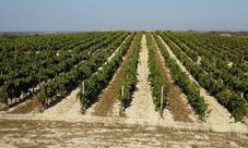 Degustazione di vini biologici e di olio d'oliva