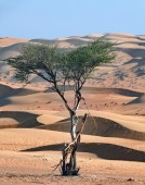 Wadi Al Abyadh, giornata intera privata in 4x4