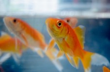 Idee Regalo Pesce Rosso con Consegna a Domicilio - Roma