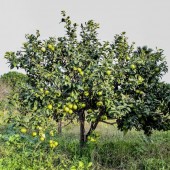 Albero Bergamotto di Calabria 10 kg