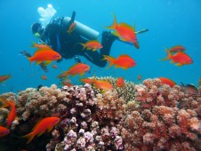 Immersione Subacquea Nel Mar Ligure 