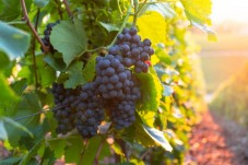 Tour delle cantine, degustazione vini con pranzo vicino a Firenze