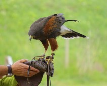 Spiegazione storica sulla falconeria, lezione addestramento rapaci ed escursione nel bosco con il falco