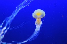 Biglietto per Acquario di Cattolica