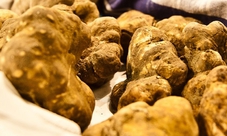 Caccia al tartufo e visita alla cantina con degustazione