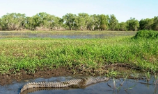 Jumping Crocodiles Cruise