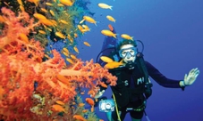 From Sharm Elsheikh: diving and snorkeling day trip on Tiran Island